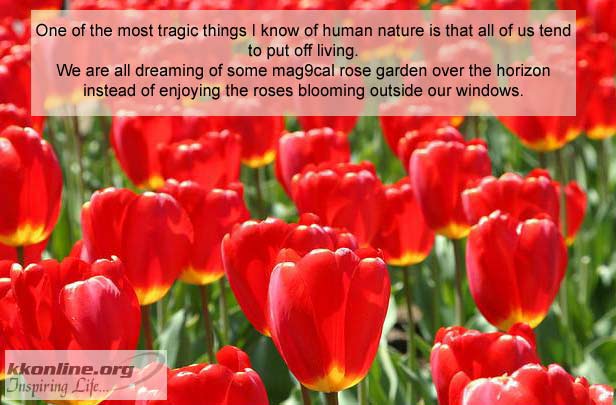 Dreamrose 